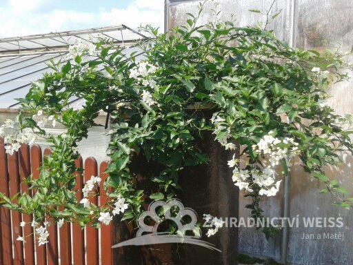 SOLANUM JASMINOIDES - LILEK JASMÍNOKVĚTÝ