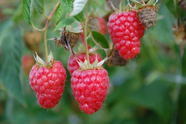MALINA STÁLEPLODÍCÍ - RUBUS IDAEUS AUTUMN BELLE