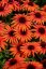ECHINACEA SUNMAGIC VINTAGE ORANGE