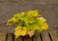 HEUCHERA - ELECTRA