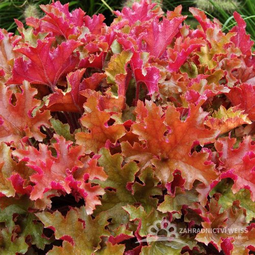 HEUCHERA MARLMALADE