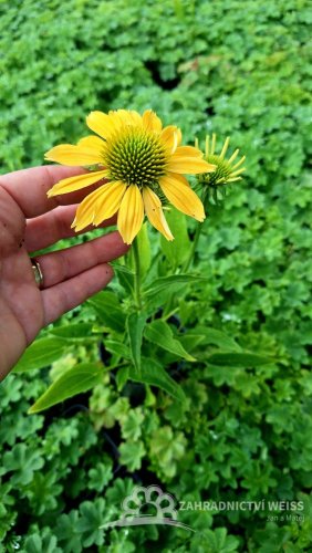 ECHINACEA PURPUREA  MELLOW YELLOWS