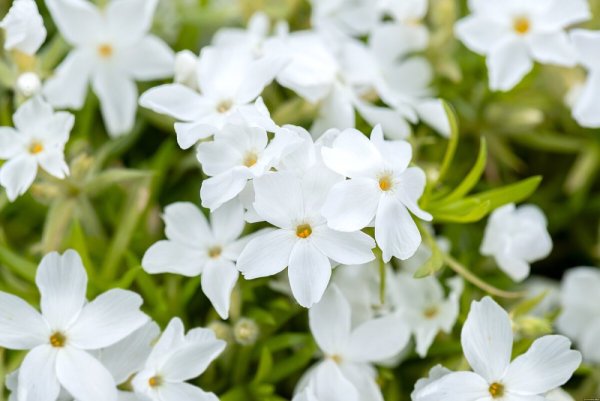 PHLOX SUBULATA WHITE DELIGHT