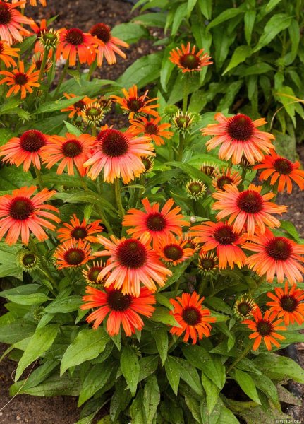 ECHINACEA PURPUREA – ORANGE SKIPPER