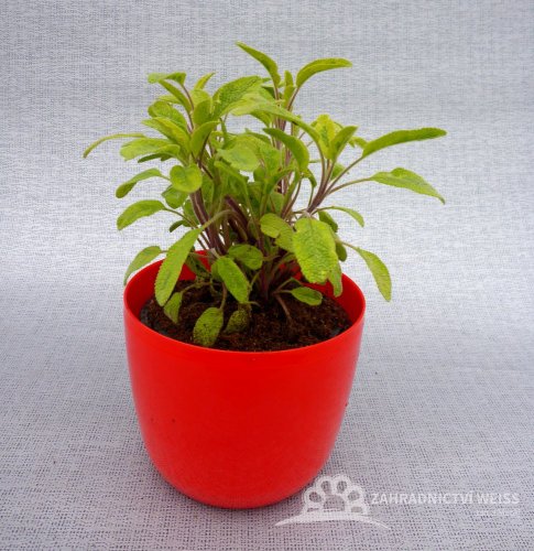 ŠALVĚJ ZLATÁ - SALVIA OFFICINALIS ICTERINA