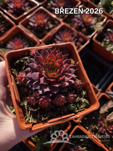 NETŘESK – SEMPERVIVUM GOLD RUSH