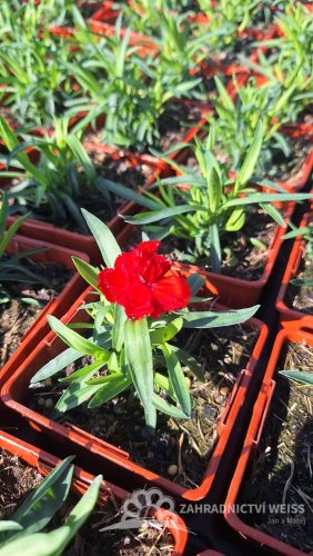 KARAFIÁT - DIANTHUS CARYOPHYLLUS CODE ® BRIGHT RED