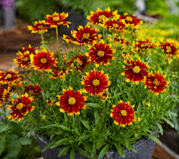 KRASNOOČKO - COREOPSIS GRAND. UPTICK RED