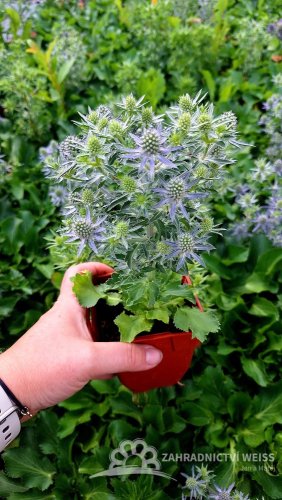 MAČKA - ERYNGIUM PLANUM BLUE HOBIT