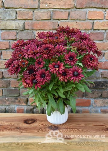 RUDBECKIA x HYBRIDA FLAMENCO TRUE RED ®