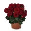 JIŘINA – DAHLIA NOVATION RED