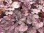 HEUCHERA x HYBRIDA SHANGHAI