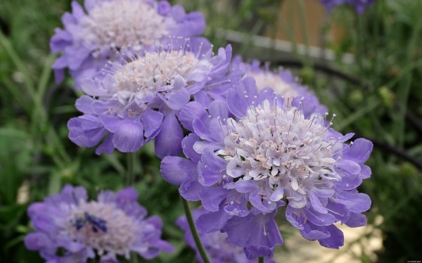 HLAVÁČ - SCABIOSA MARIPOSA BLUE