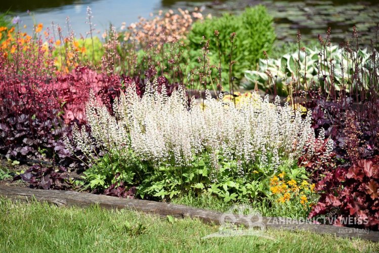 HEUCHERELLA HYBRIDA WHITE REVOLUTION