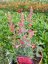 AGASTACHE KUDOS CORAL