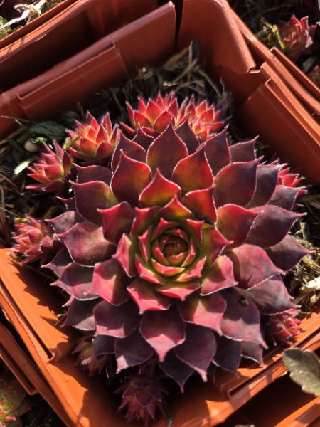 NETŘESK – SEMPERVIVUM GOLD RUSH