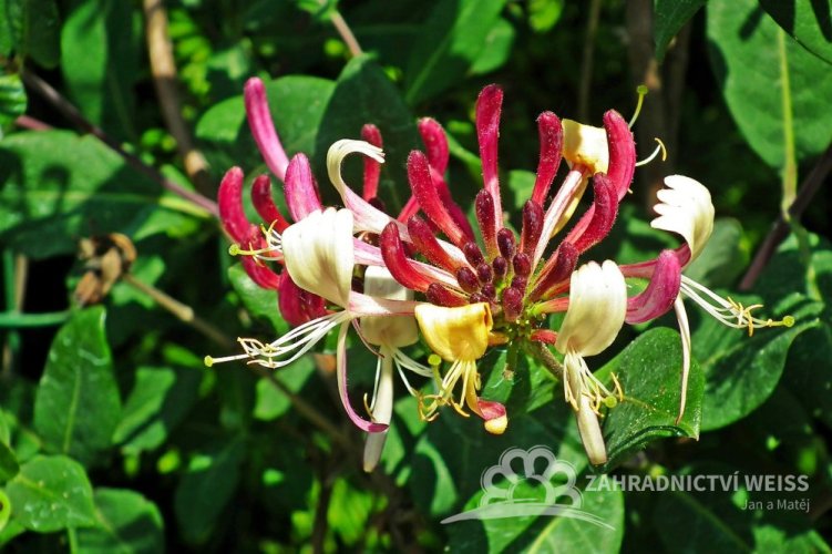 ZIMOLEZ JAPONSKÝ – LONICERA JAP. RED WORLD