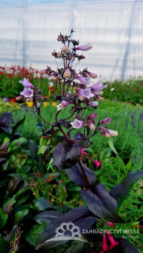 DRAČÍK - PENSTEMON DARK TOWERS