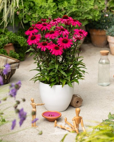 ECHINACEA SENSATION WILD ROMANCE