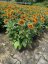 RUDBECKIA HYB. FLAMENCO  BRIGHT ORANGE®
