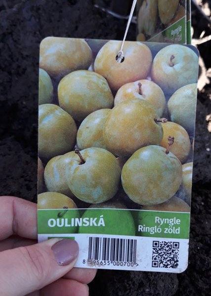 RYNGLE ŽLUTÁ - OULINSKÁ