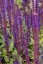 ŠALVĚJ HAJNÍ - SALVIA NEMOROSA CARADONNA