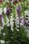 NÁPRSTNÍK - DIGITALIS DOTTIE WHITE