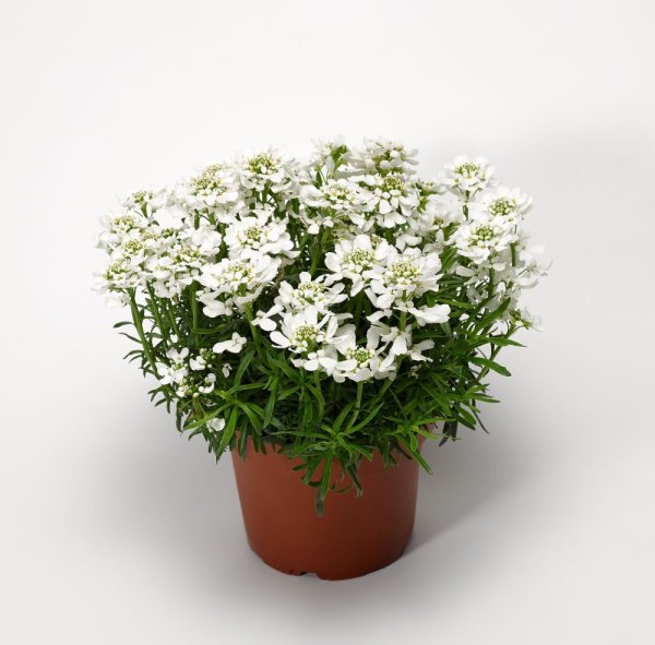 IBERKA VŽDYZELENÁ - IBERIS SEMP. WHISTLER COMPACT