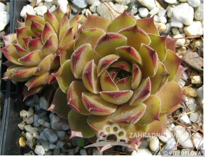 NETŘESK - SEMPERVIVUM HYBRIDA LEO