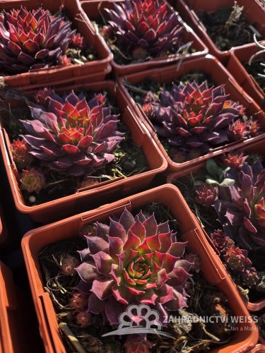 NETŘESK – SEMPERVIVUM GOLD RUSH