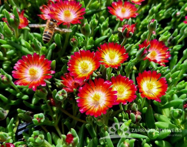 DELOSPERMA -  COOPERI JEWEL OF DESERT GRENADE