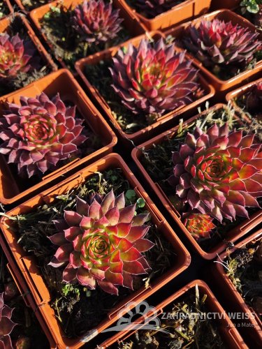 NETŘESK – SEMPERVIVUM GOLD RUSH
