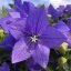 BOUBELKA - PLATYCODON GRAND. TWINKLE BLUE