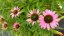 ECHINACEA FOUNTAIN LIGHT PURPLE