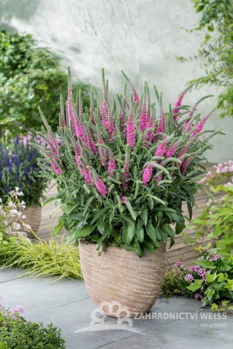 ROZRAZIL - VERONICA SCPICATA ANNIVERSARY ROSE