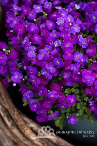 TAŘIČKA - AUBRIETA AXCENT DEEP PURPLE
