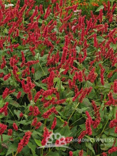 RDESNO - PERSICARIA AMPLEXICAULIS LISAN