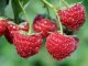 MALINA STÁLEPLODÍCÍ - RUBUS IDAEUS ZEVA III
