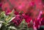 MOTÝLÍ KEŘ - BUDDLEJA BUTTERFLY CANDY LITTLE RUBY