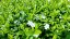 BARVÍNEK - VINCA MINOR ALBA