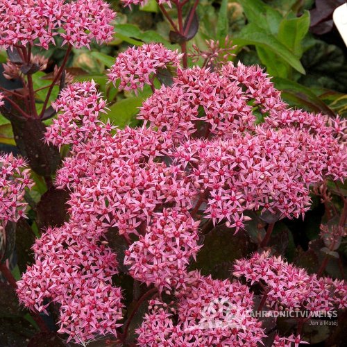 SEDUM TELEPHIUM CLOUD WALKER