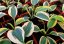 HOSTA MEDIUM AUTUMN FROST