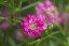 GYPSOPHILA MURALIS TEENY DEEP ROSE