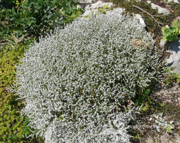 STATICE TATARIKA – LIMONIUM TATARICUM