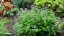 BRUNNERA MACROPHYLLA