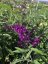 MOTÝLÍ KEŘ - BUDDLEJA DAVIDII ROYAL RED