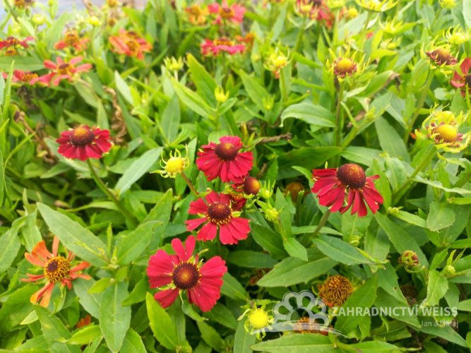 HELENIUM – HAYDAY RED