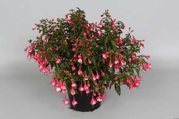 FUCHSIA LADY THUMB