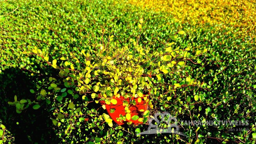 MUHLENBECKIA GOLDEN GIRL - MUHLENBECKIE ŽLUTÁ