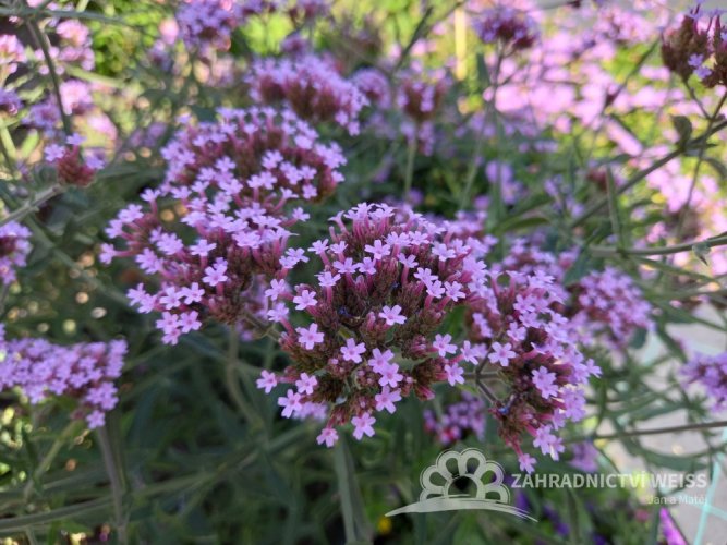 VERBENA RIGIDA SANTOS - SPORÝŠ TUHÝ